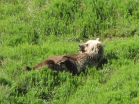 Grizzly in the grass
